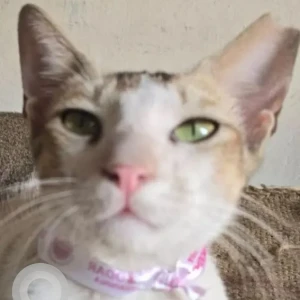 A Grey-White Mix Indie Cat Missing from Dadar