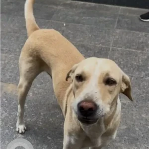 A White-Brown Mix Indie Dog Missing from Bahadurpally, Hyderabad