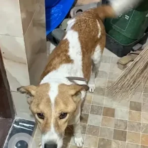 A White-Brown Mix Indie Dog Found from Koramangala-2