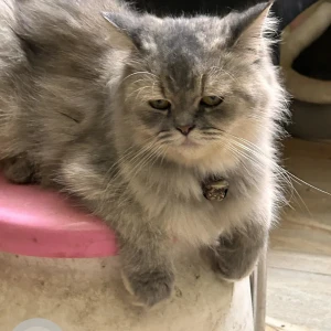 A White and Grey Persian Cat Missing from Porvorim