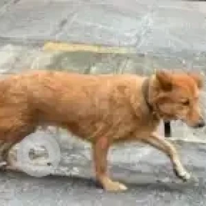 A Brown Indie Dog Found from Bengaluru-2