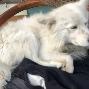 A White Pomeranian Mix Dog Found from Kupondol keroneva cafe-2