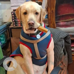 A Light Brown Labrador Dog Missing from Nepal Medical College, Makalbari