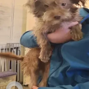A White-Brown Mix Yorkie Mix Dog Found from Dudley St Roxbury