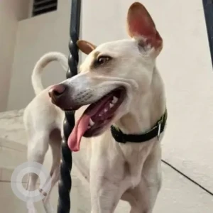 A White Indie Dog Missing from Sriram Nagar Alwarpet