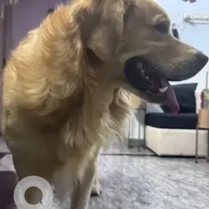 A Brown Golden Retriever Dog Found from T Dasarahalli