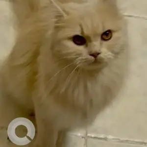 A Light Brown Persian Cat Missing from Al Qouz 1