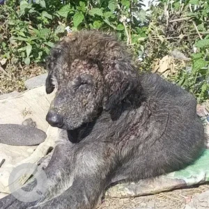 A Black Mix Dog Missing from tadong area,near Greendale school gate