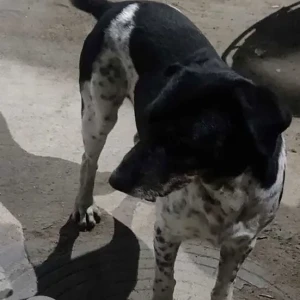 A Black and White Indie Dog Missing from Greater Hyderabad Municipal Corporation West Zone, Hyderabad-2