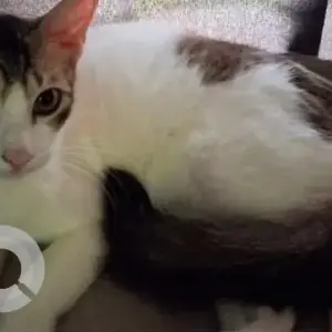A Grey-White Mix Calico Cat Missing from Cotula vado, Saligao-4