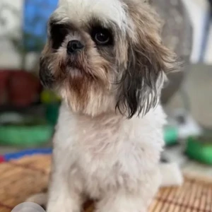 A White-Brown Mix Shih Tzu Dog Missing from Gandhipath West Road