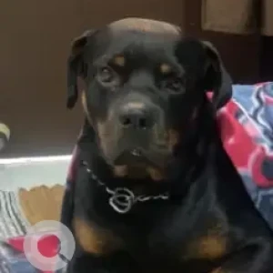 A Black and Brown Rottweiler Dog Missing from Rajdhani enclave, Pitampura