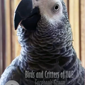 A Grey African Grey Parrot Bird Missing from Hamidiya Park