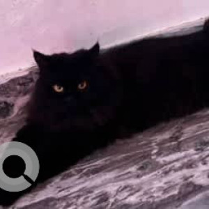 A Black Persian Cat Missing from Bellandur, Bengaluru-3