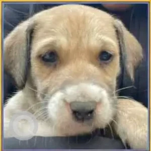 A White-Brown Mix Indie Dog Missing from Choti Sabzi Mandi, Janak Puri