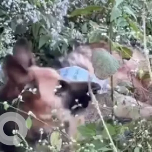 A Black and Brown German Shepherd Dog Found from Chikkagubbi Village