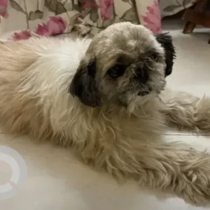 A White-Brown Mix Shih Tzu Dog Found from Kasturi Nagar-2
