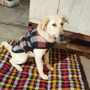 A White-Brown Mix Indie Dog Found from C-9, Vasant Kunj