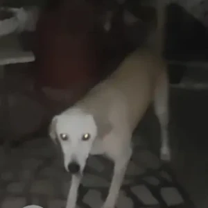 A White Indie Dog Found from B1, JanakPuri-2
