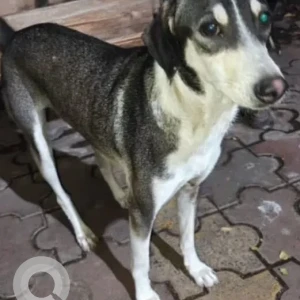 A Black and White Indie Dog Missing from Chunabhatti Near Jogani Industrial Estate