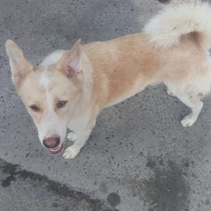 A White-Brown Mix Indie Dog Found from New Delhi