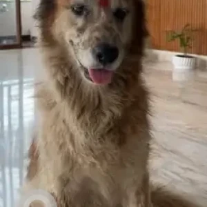 A Brown Golden Retriever Dog Missing from Kengeri Upanagara