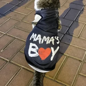 A Black and Brown Domestic Shorthair Cat Missing from Al Wasl Road, Al Manara