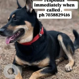 A Black and Brown Indie Dog Missing from Devgim, Chorao, Chodan
