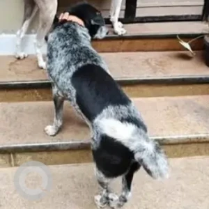 A Black and White Indie Dog Missing from Irulappapuram, Nagercoil