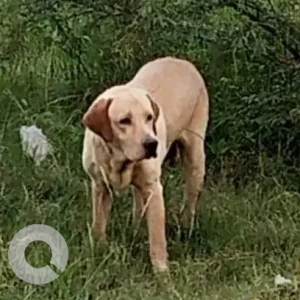 A White Labrador Dog Found from Sai Ganesh Nagar, Pallikaranai-2