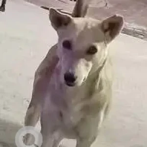 A White-Brown Mix Indie Dog Missing from Sector 7, Vrindavan yojna