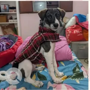 Female Indie Dog Adoption for Adoption in South Delhi