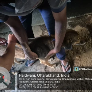 Rabies vaccination-55