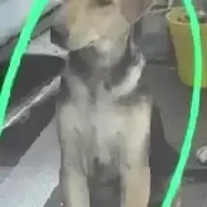 A Black and Brown Indie Dog Missing from B block, Mansarover Garden-2