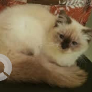 A Black and Brown Himalayan Persian Cat Found from BTM Layout, Bengaluru