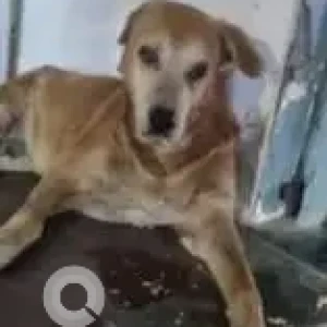 A White-Brown Mix Indie Dog Missing from New Delhi-2
