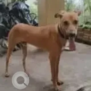 A Brown Indie Pariah Dog Missing from Mysuru