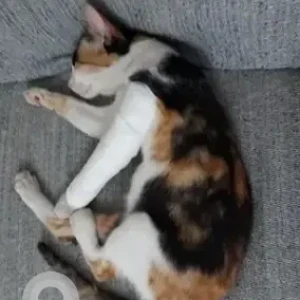 A Black and White Indie Cat Missing from 9th main, Malleshpalya Main Road, Asha Pet Clinic-2