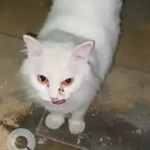 A White Persian Cat Found from Rumailah 2, Ajman