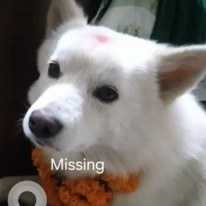 A White Pomeranian Dog Missing from Manakamana School