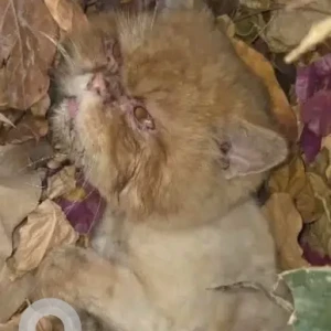 A Brown Exotic Shorthair Cat Found from Springs