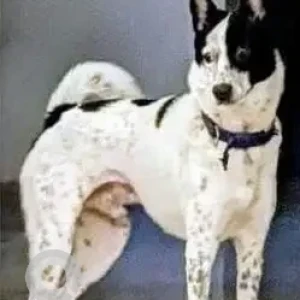 A Black and White Indie Dog Missing from Hyderabad