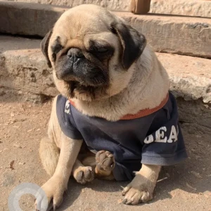 A Light Brown Pug Dog Found from Liwali, Bhaktapur