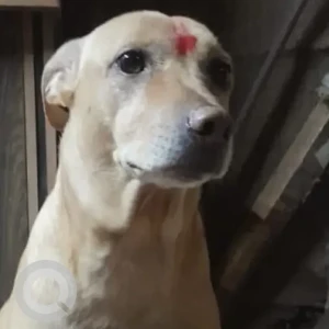 A White-Brown Mix Indie Dog Missing from Ovala, Thane