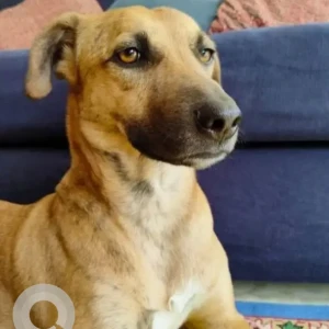 A White-Brown Mix Indie Dog Missing from Golf Links-2