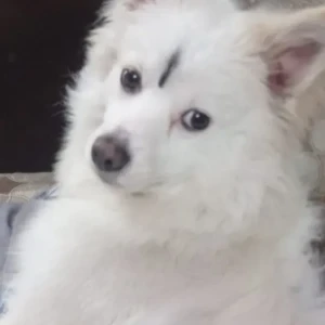 A White Pomeranian Dog Missing from Lakshmi Narayan Mandir-2