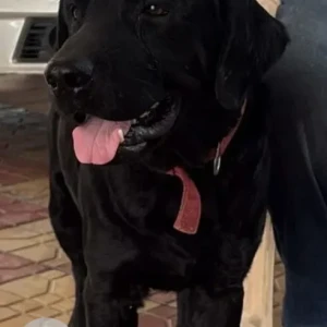 A Black Labrador Dog Found from Soldier Fit Factory gym-2