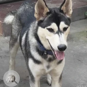 A Grey-White Mix Husky Dog Missing from Wangkhei Koijam Leikai
