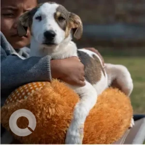 Female Indie Dog Adoption for Adoption in Gurgaon