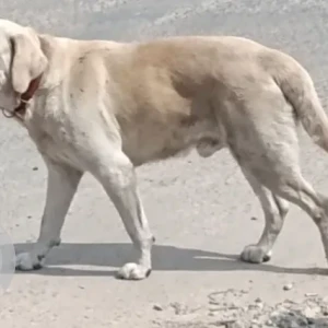 A Light Brown Labrador Retriever Dog Found from NCIT near petrol pump, balkumari,Lalitpur